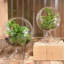 Terrarium en verre Jussuf-1344983822