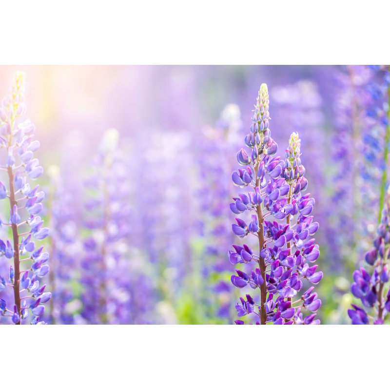 A Field Of Lupines - Photographie sur toile tendue, H 32 po x l 48 po