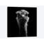 «Ostrich», reproduction de photo sur toile-29172315-72784207-72784202