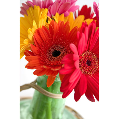 Kankakee Daisies - Wrapped Canvas Print