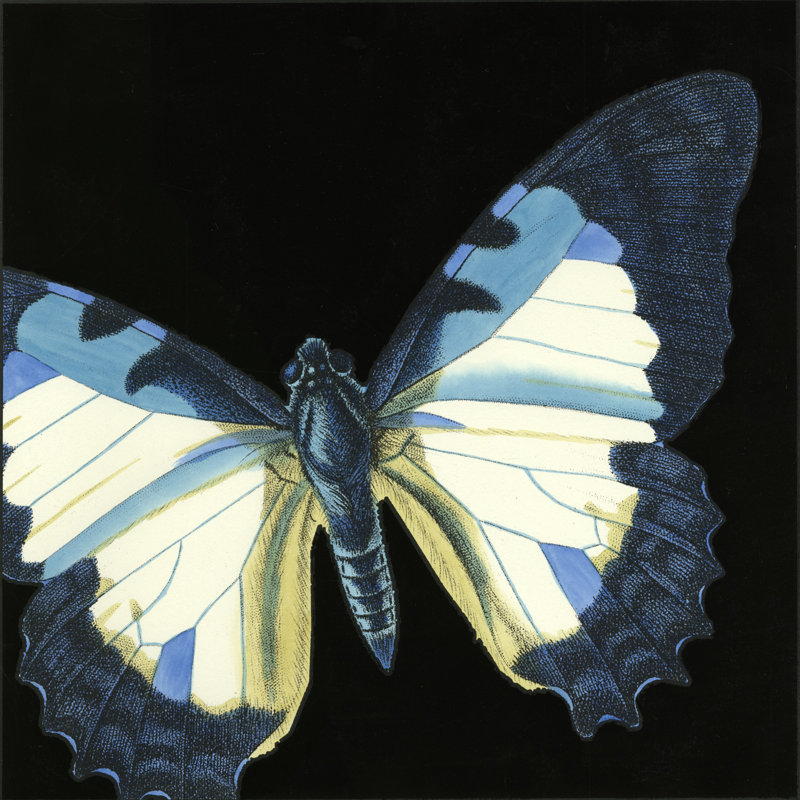 Small Dramatic Butterflies I (P) by Vision Studio - Wrapped Canvas Art Prints, 91cm H x 91cm W x 3.8cm D