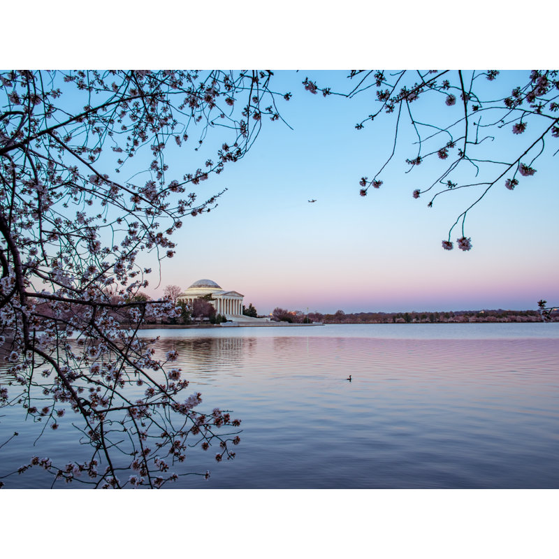«Cherry Blossom Morning on the Tidal Basin» par Scott Wurzel, Papier avec cadre noir, H 16 po x l 20 po