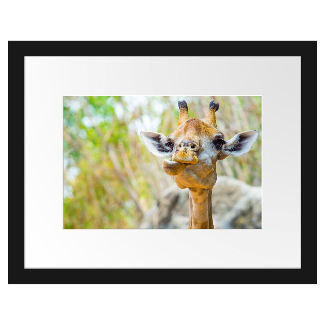 Gerahmtes Poster Giraffe in der Natur