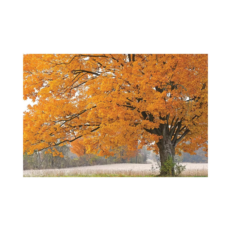 Morning Maple 1 Piece Wrapped Canvas Wall Art, 66.04 cm H x 45.72 cm W x 3.175 cm D