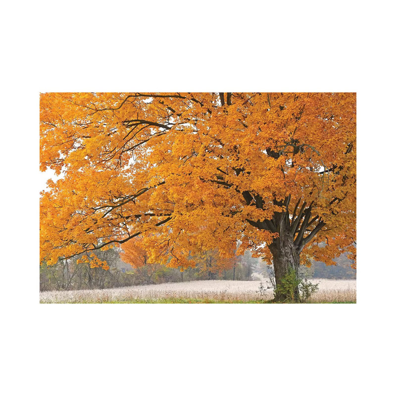 Morning Maple by Brian Wolf - Wrapped Canvas Gallery-Wrapped Canvas Giclée, 30.48 cm H x 45.72 cm W