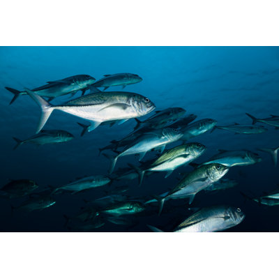 Fish - Wrapped Canvas Print