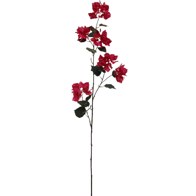 Bougainvillée