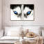 Husky's Eyes-226207681-226207694