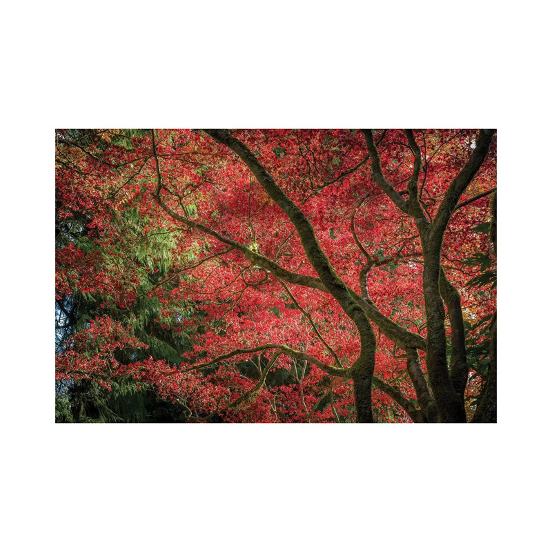 Autumn Beauty by Tim Oldford - Wrapped Canvas Gallery-Wrapped Canvas Giclée, 45.72 cm H x 66.04 cm W
