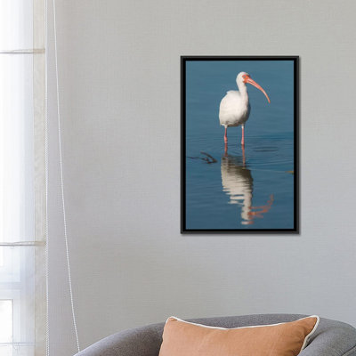 " White Ibis, Fort Myers Beach, Florida I " by Steve Gettle