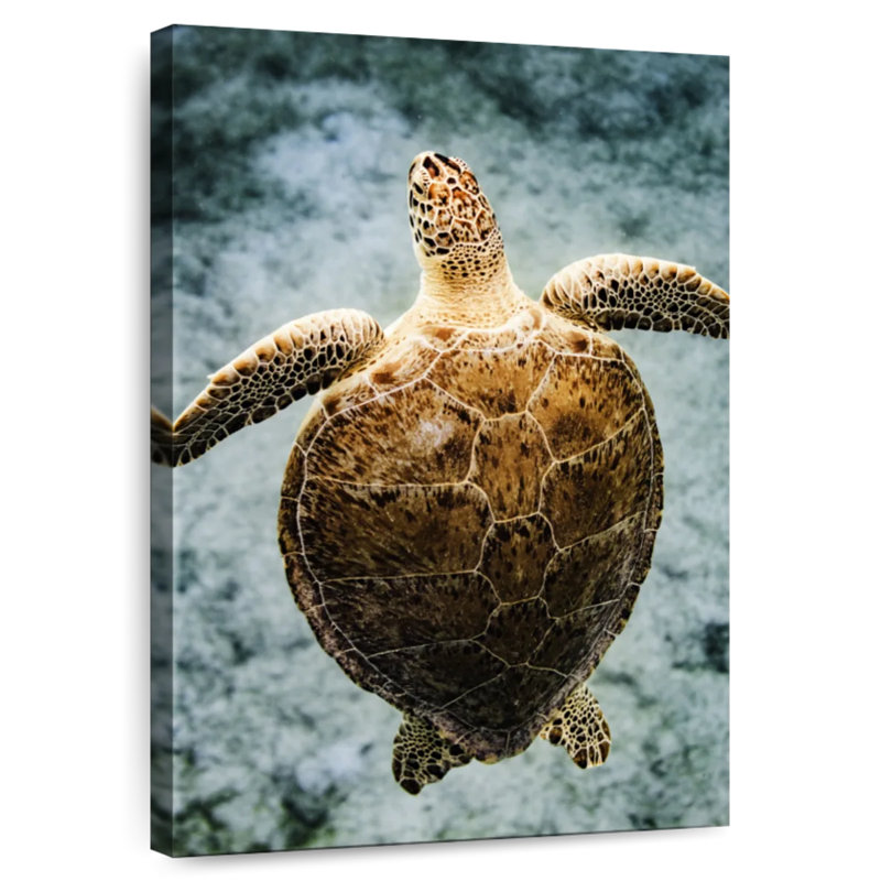 Tortue des îles Vierges Brampt, H 30 po x l 20 po