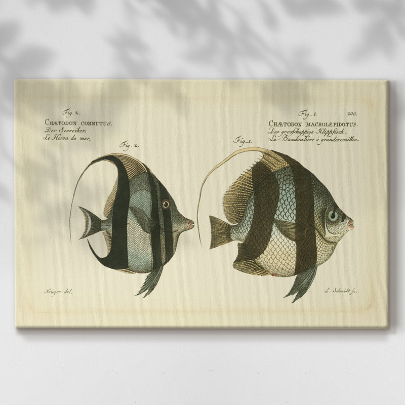 Bloch poisson antique I - galerie Cavas enveloppé, 18 x 27
