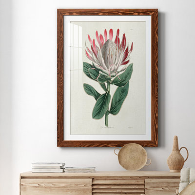Protea N13 - Peinture encadrée