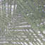Feuilles de palmier tropicales 3-d