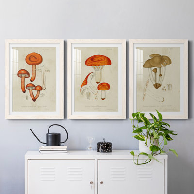 Champignon Variétés IV encadré mat - prêt à accrocher
