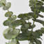 Branche d'eucalyptus artificiel Audet (1 tige)-1336703816