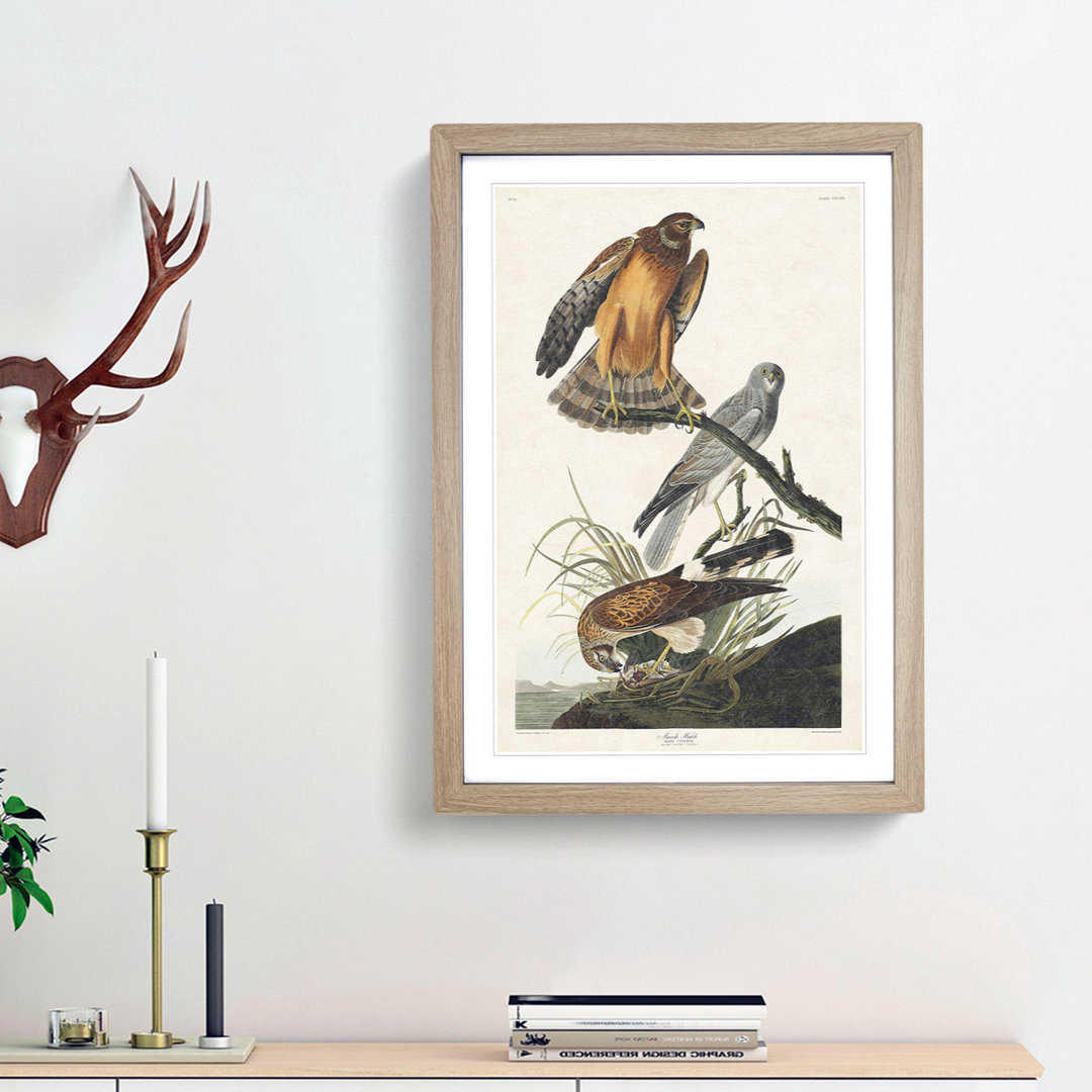 Marsh Hawks by John Audubon - Framed Print