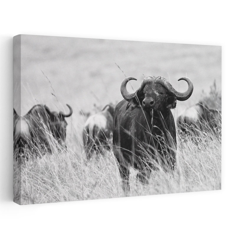 «Monkey Buffalo Stare», art mural contemporain, 24" H x 36" W