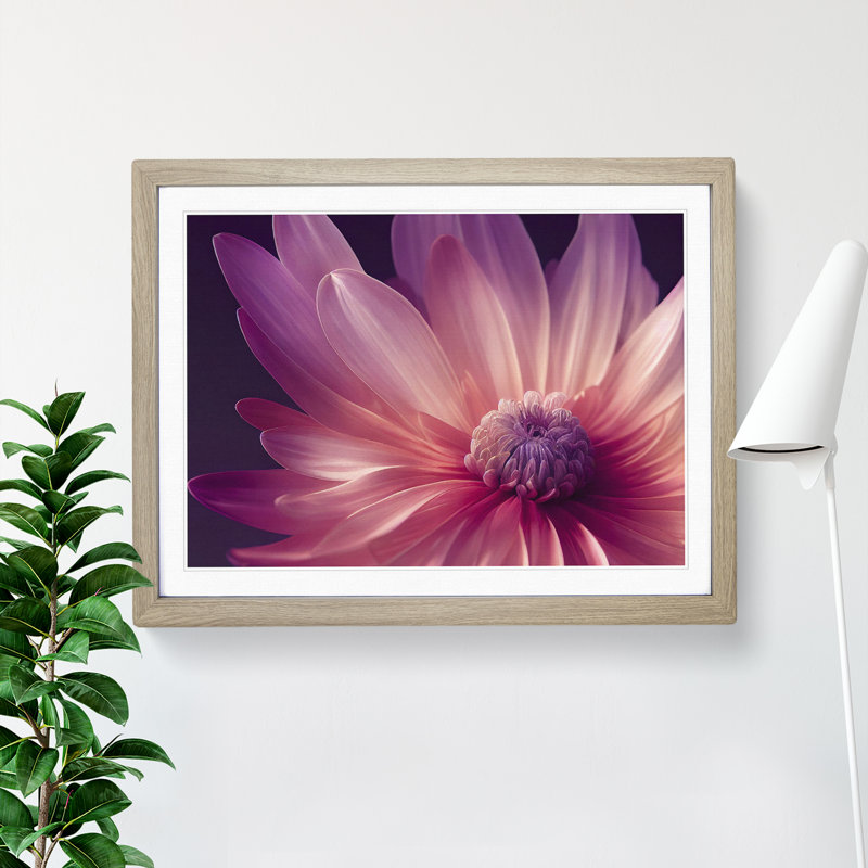 Cute Chrysanthemum Flower Vol.4 - Framed Print, 46cm H x 64cm W x 2cm D, Oak
