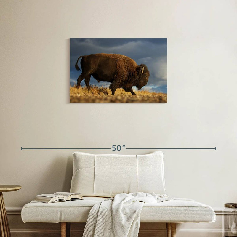 Roux marchant le bison d'Amérique, H 20 po x l 30 po