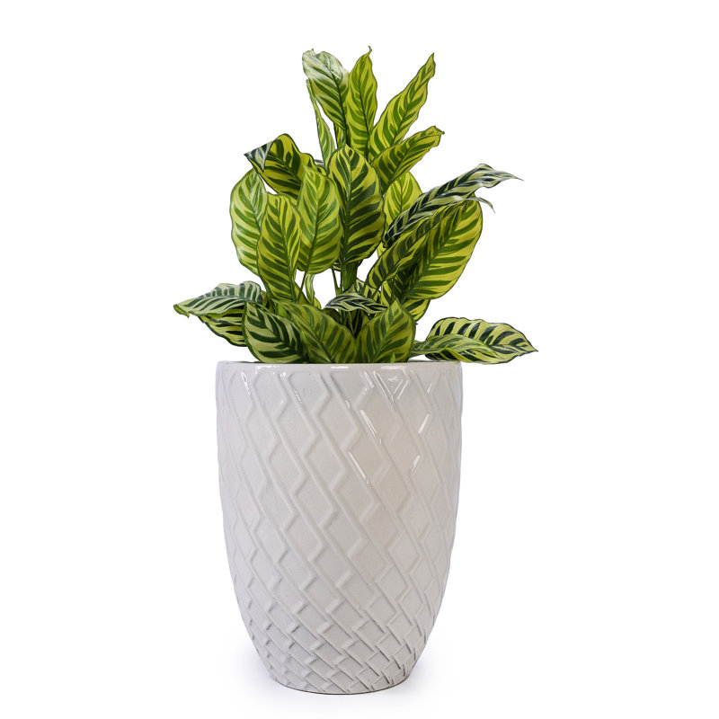 Stylish Planter In Milk White Ceramic For Indoor And Outdoor Use - 16.62" Dimensions, 54.16 Lbs, Heat , Built Drainage, Frost No Assembly Practical Flowerpot With Drainage Patio, Garden, Windowsill