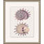 Mauve Shell Study 3 Print