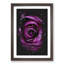Striking Purple Rose - Framed Print-56742737-56742738