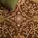 Dunbar Hand Tufted Wool/Cotton/Latex Oriental Rug in Chocolate/Blue