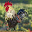 Statue de coq Azeema