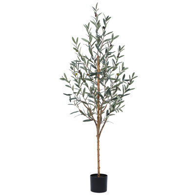Adcock Olive Tree in Pot