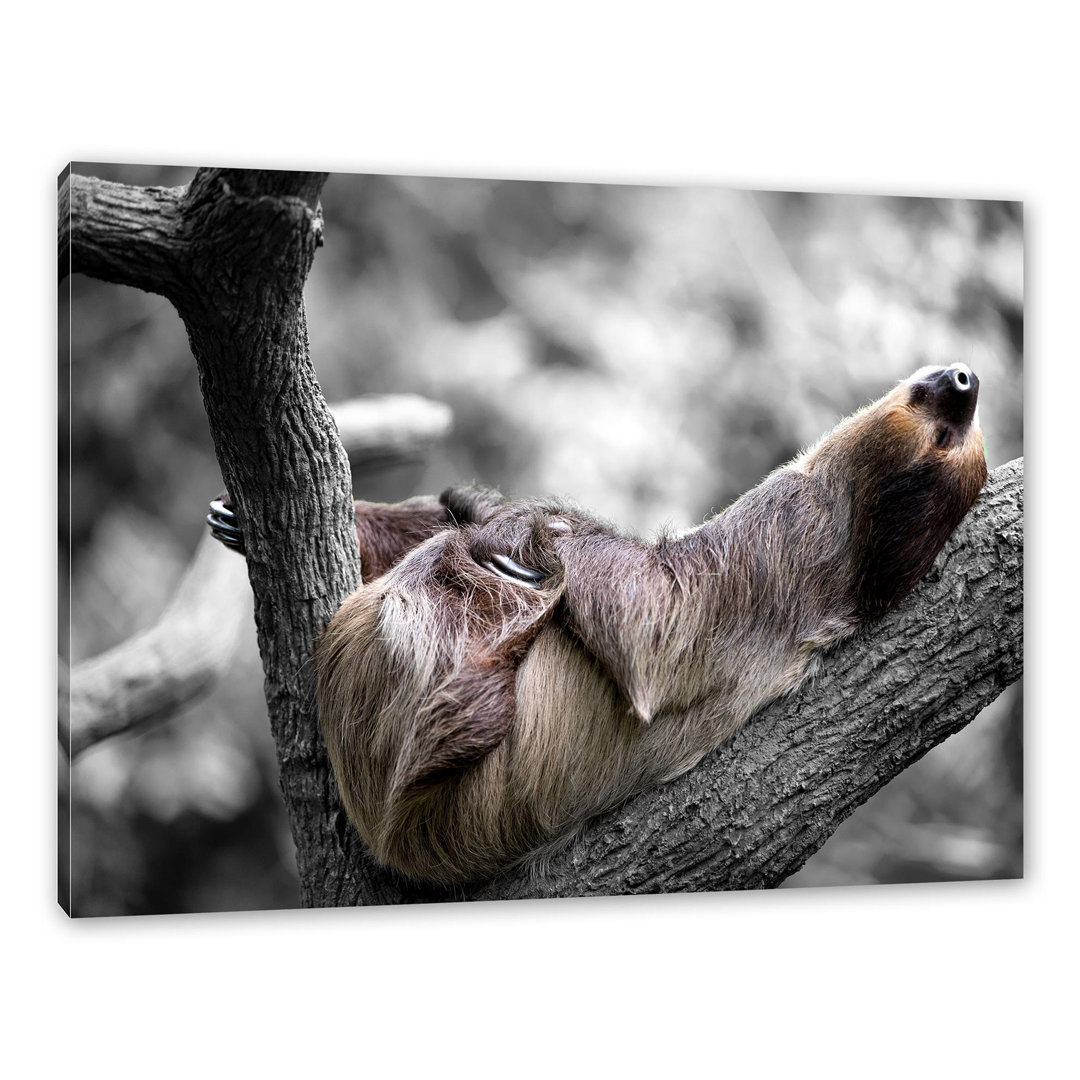 Leinwandbild Sleeping Sloth in Branch Fork