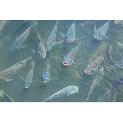 School Of Tilapia by Mokee81 - Wrapped Canvas Print