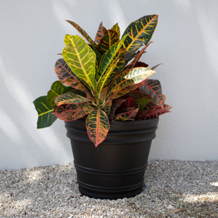 Rolled Rim Resin Indoor/Outdoor Planter Pot