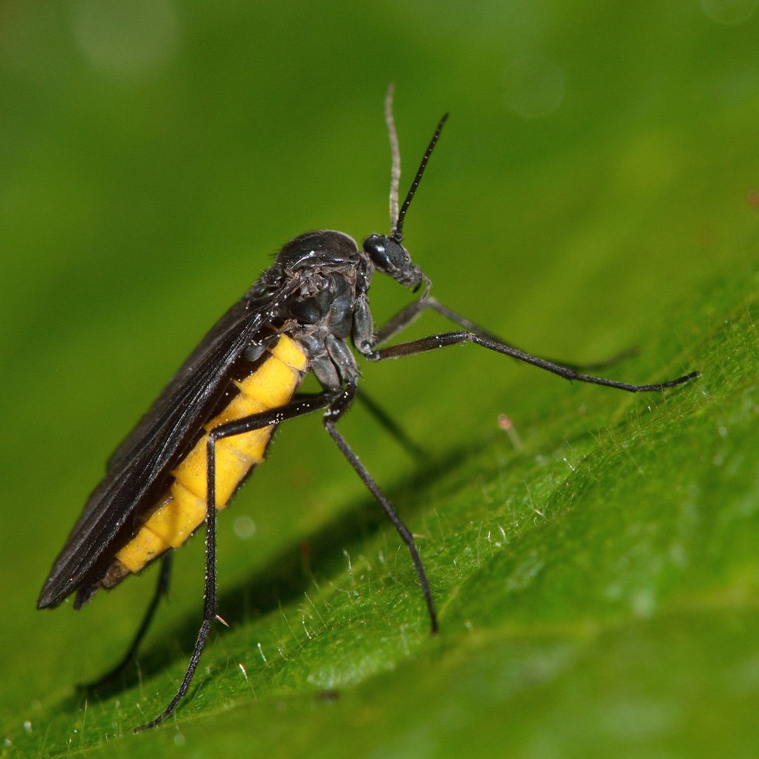 Sciara Hemerobioides Fly von IanRedding - Leinwand Kunstdrucke