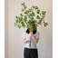 Tige de fausse branche de Pieris-651718763