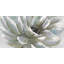 White chrysanthemum - 24"x48" Framed canvas