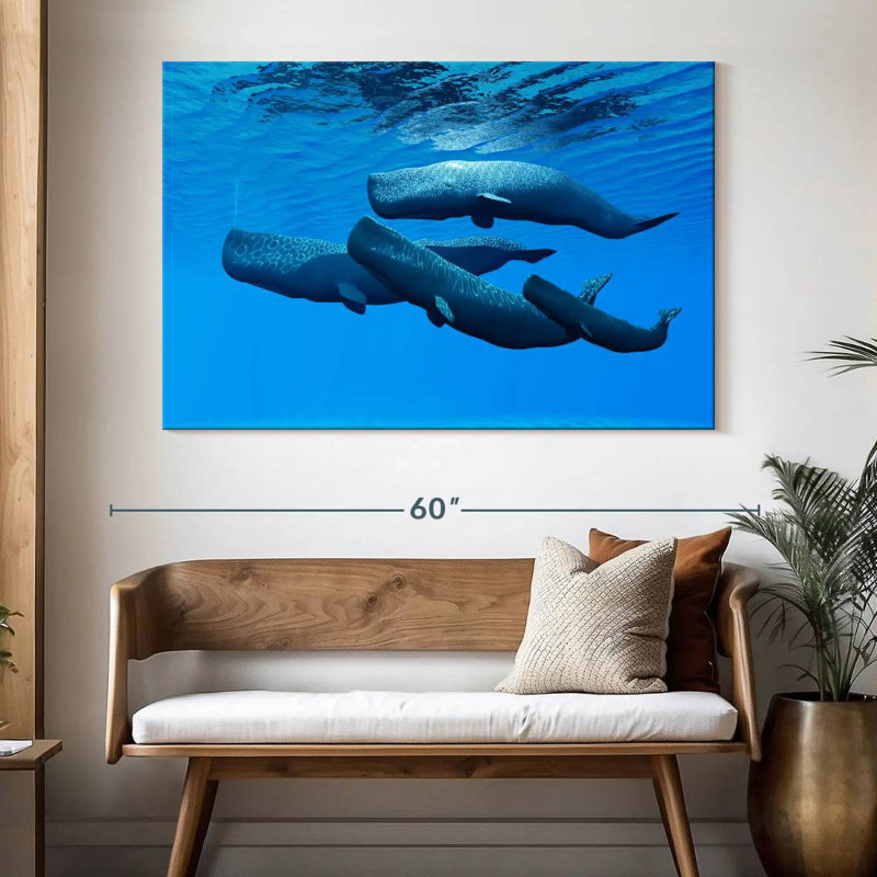 Brampt Sperm Whale Pod