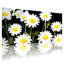 Tableau sur toile tendue avec motif de marguerites sur fond noir (paquet de 3)-1441500681