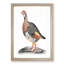A Partridge by Johan Teyler - Framed Print-55450957-55450956