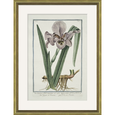 Hortus Romanus 1772-1793 10 Framed Print