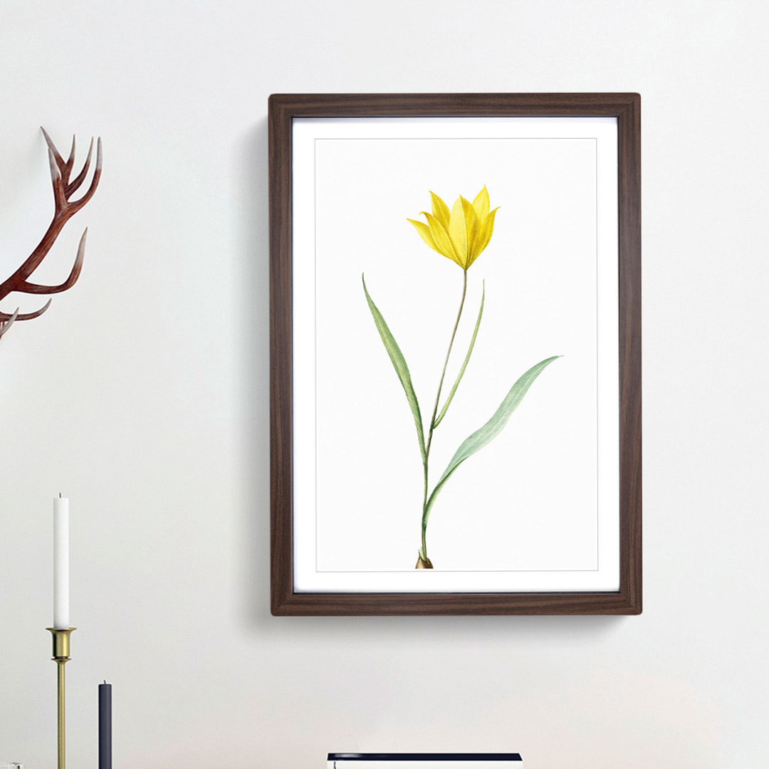 Yellow Tulip Flower by Pierre-Joseph Redoute - Picture Frame Art Print