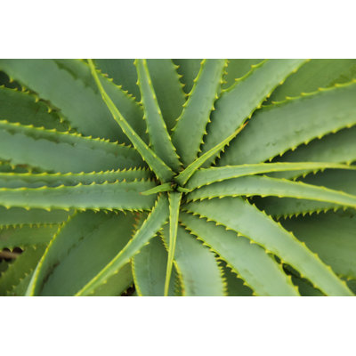 Aloe Vera - Plant Cactus by Nicksmith156 - Wrapped Canvas Print