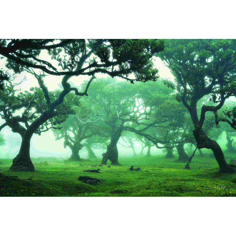 Forêt enchantée II, H 20 po x l 30 po, Oui, Cadre simple érable érable