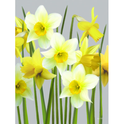" Spring Daffodils " by House Fenway