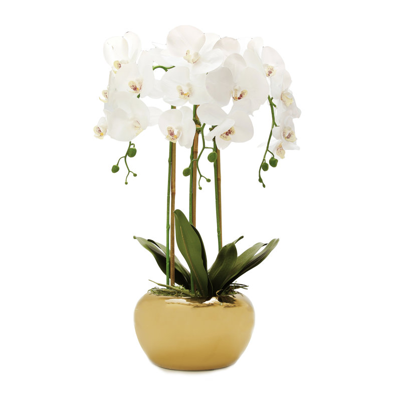 3 orchidées en pot