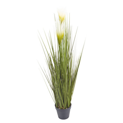 Plant in Pot