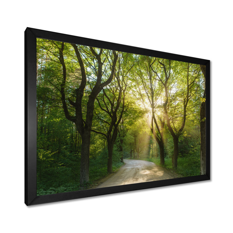 Evening in Green Forest - Photograph, 16" H x 32" W, Black Picture Framed