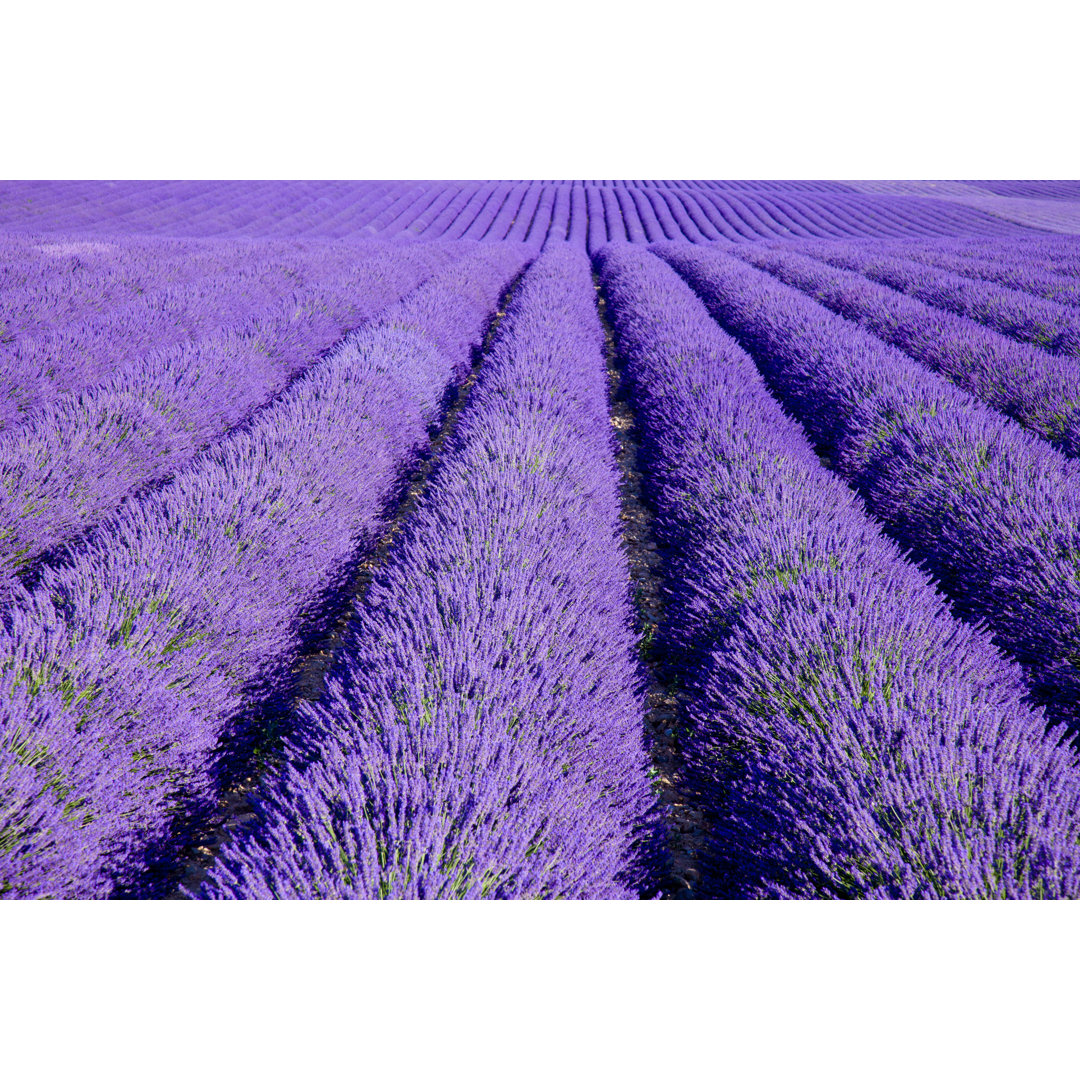 Großes Lavendelfeld in der Provence von Maica - Druck