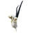 Female Springbok Skull