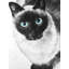 Toile de chat siamois aux yeux bleus - art unique de décoration intérieure